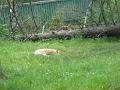 zoo 008